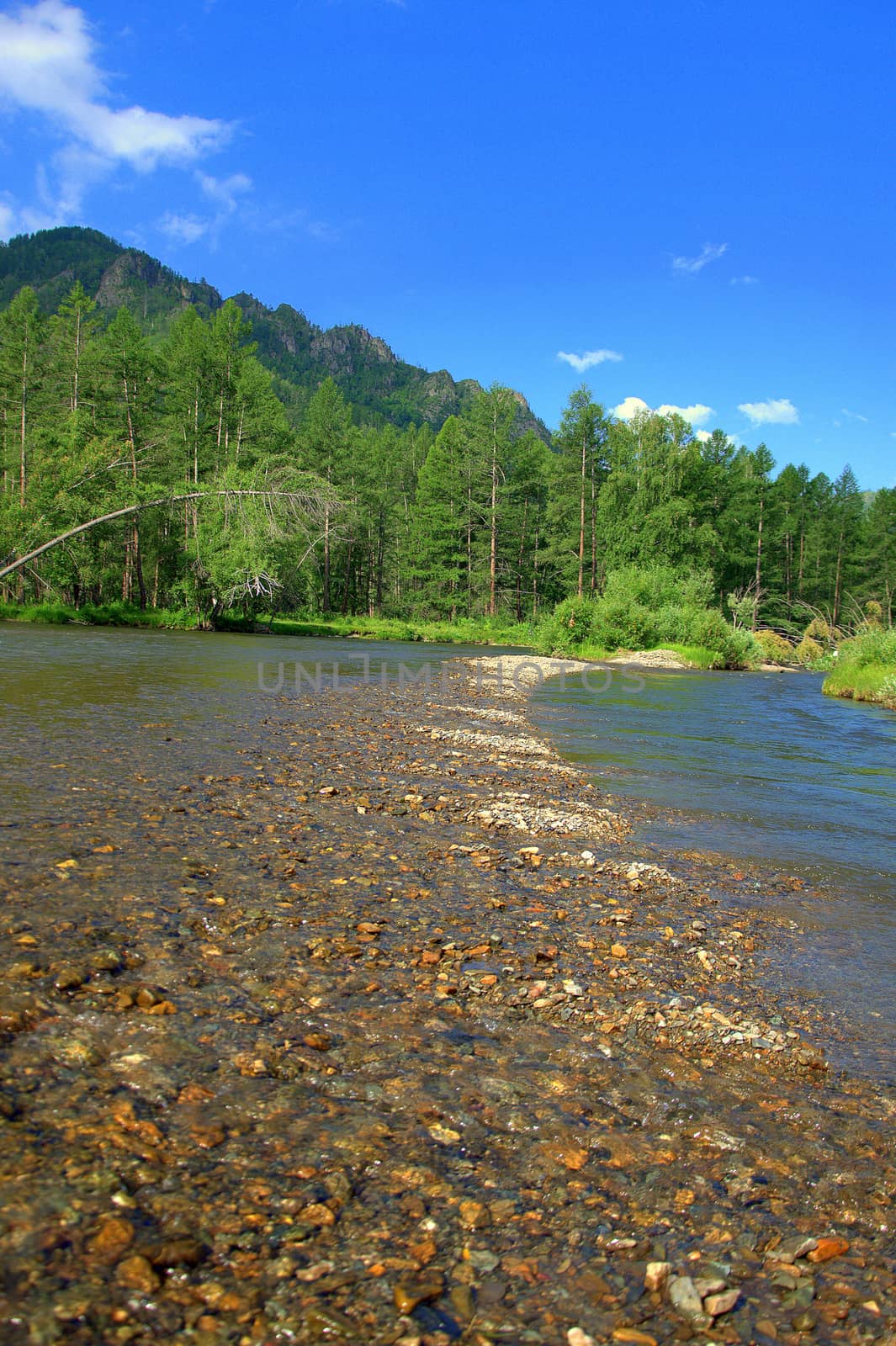 The rocky bottom of the shallow Ursul River flowing in is surrounded by forests and mountains. Altai, Siberia, Russia.