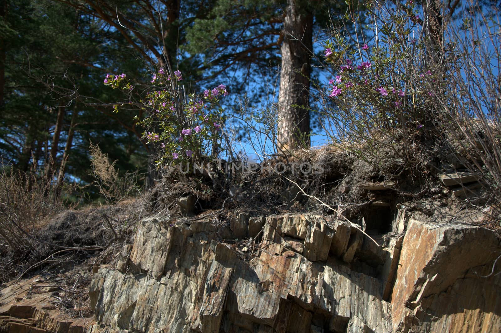 The trunks of cedar growing through the faults in the stones.