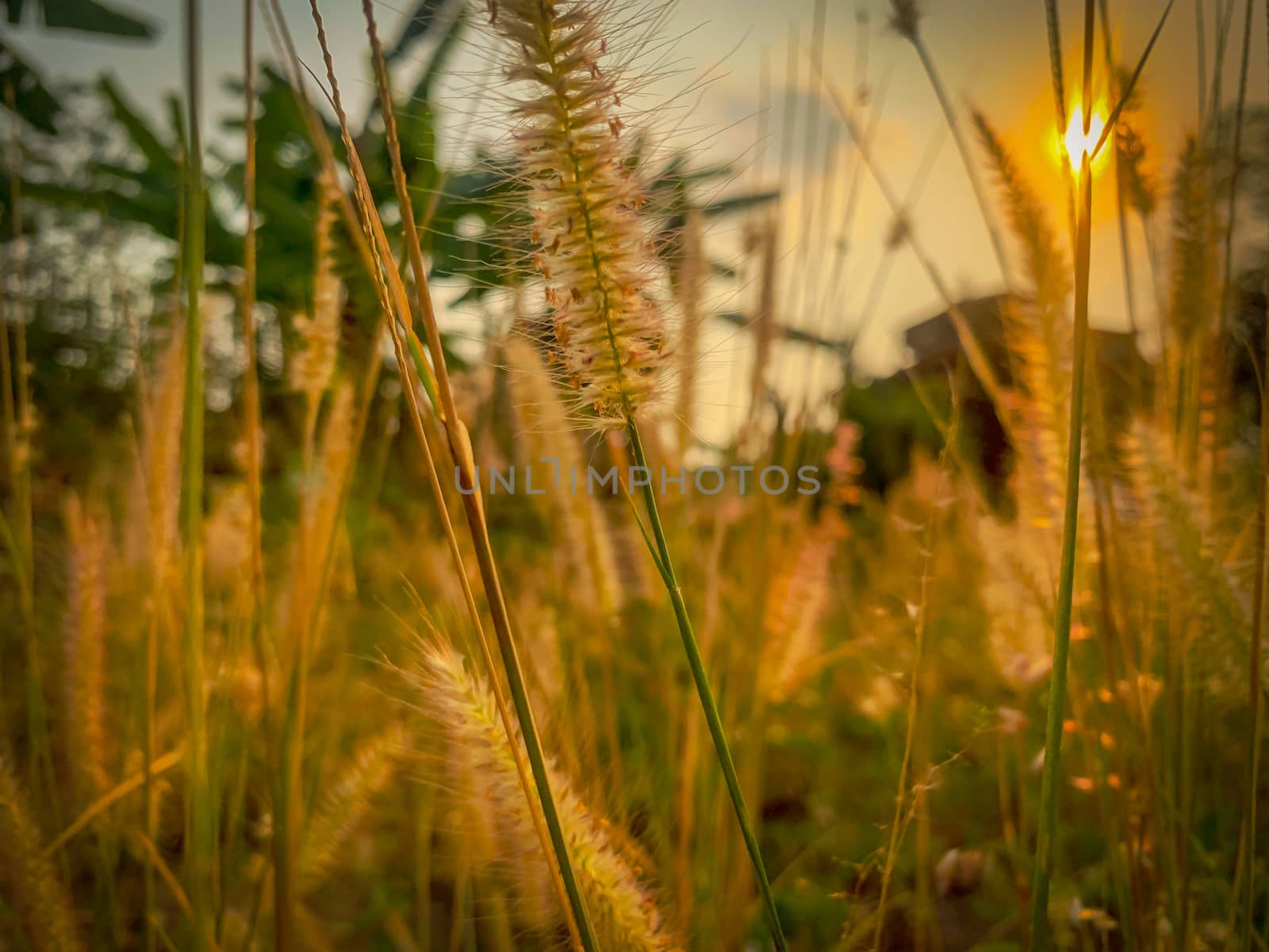 Blurry Grass and sun flower in the evenin