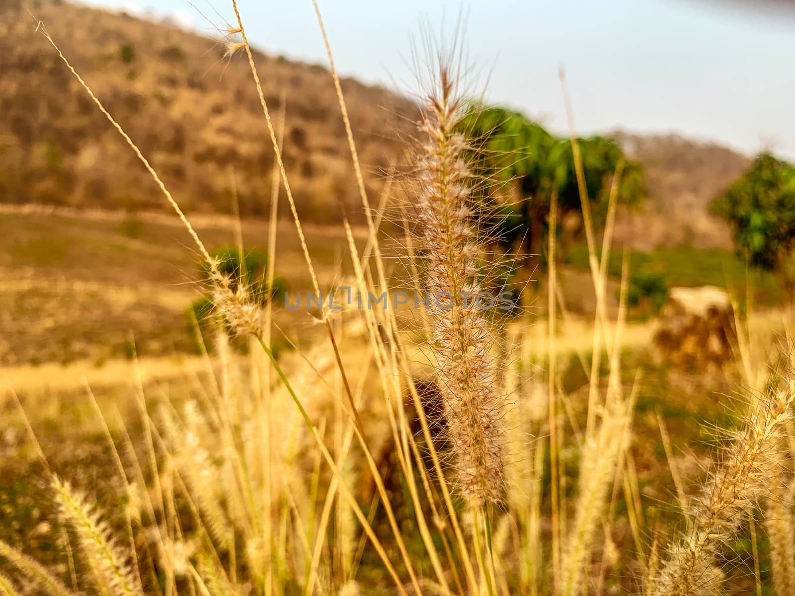 Blurry Grass and sun flower in the evenin by STZU