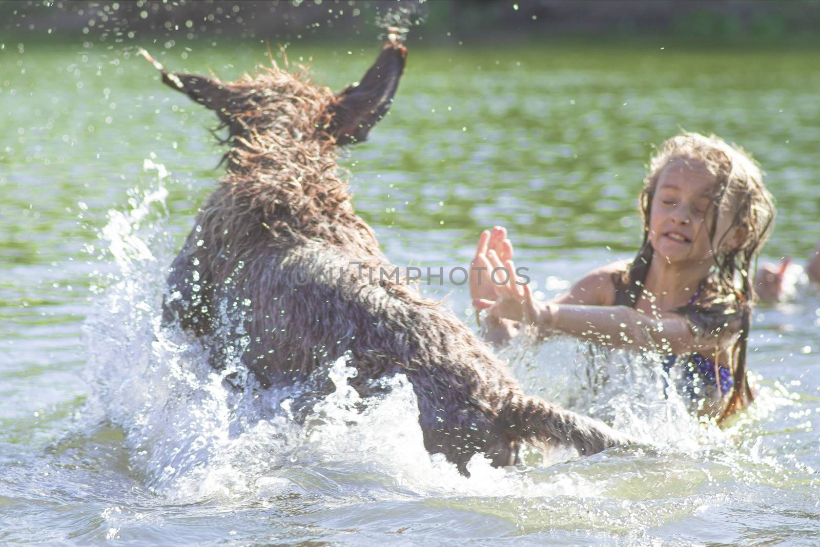 Little girl playing in the river with a dog on a summer sunny day.The little girl runs away from the dog in the river, the girl is afraid of the dog.