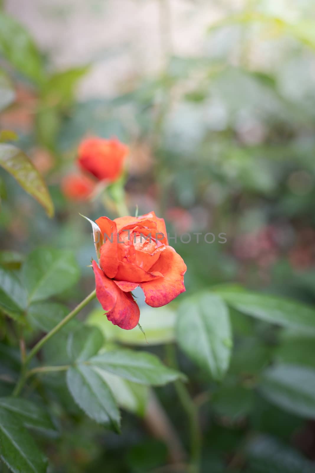 Roses in the garden, Roses are beautiful with a beautiful sunny day.