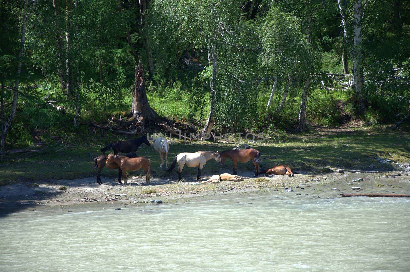 A small herd of horses resting in the shade of trees on the banks of a mountain river. Altai, Siberia, Russia.
