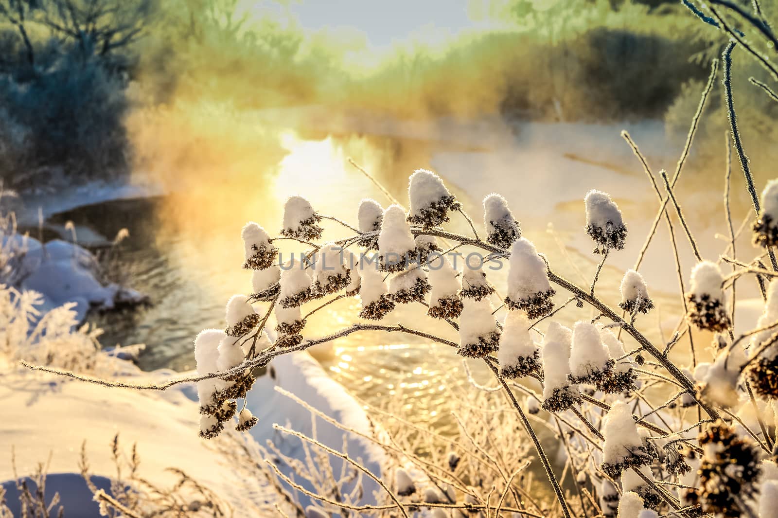 Bush tree in winter snow at sunrise and mist over the water.