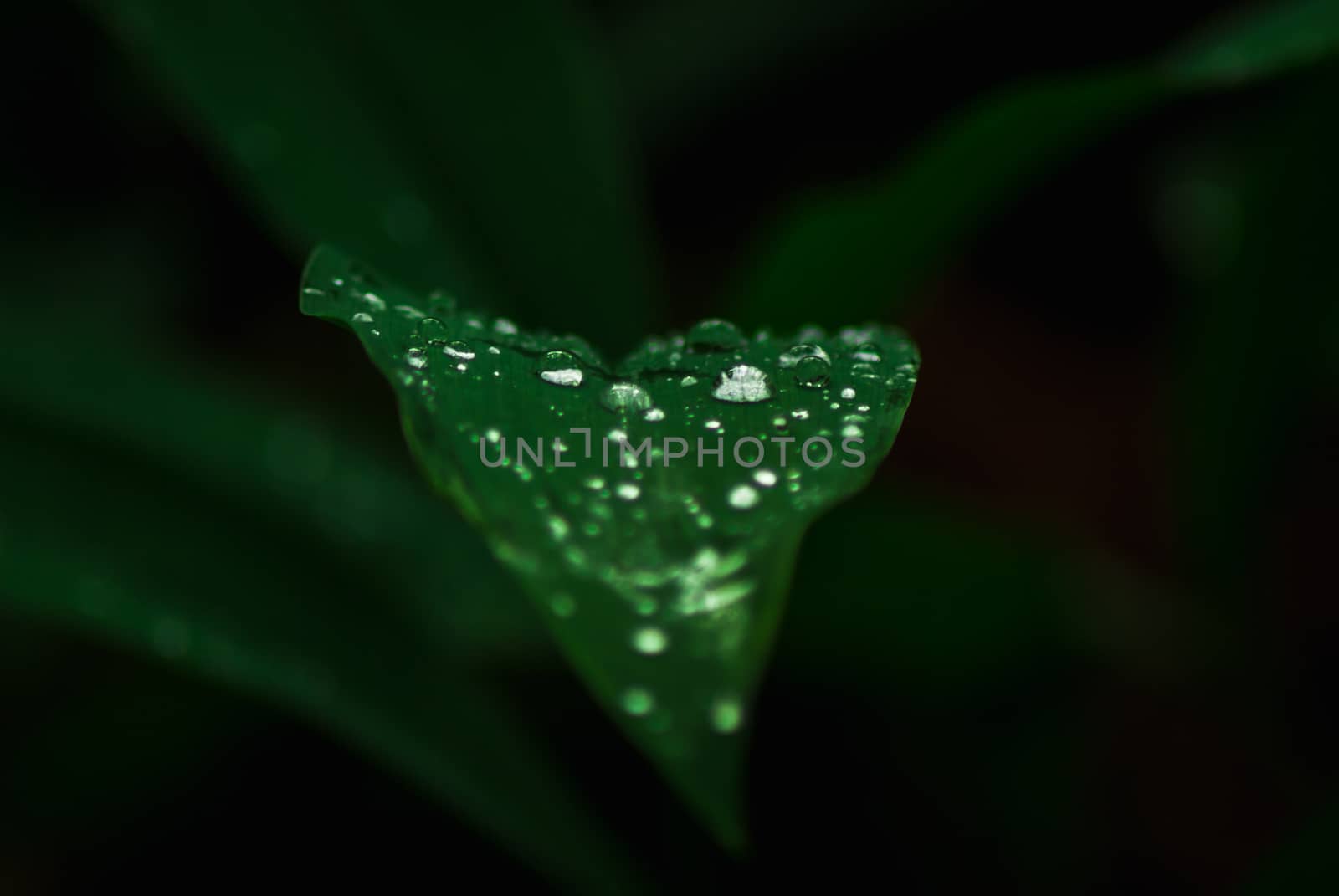 Waterdrops on a green leaf