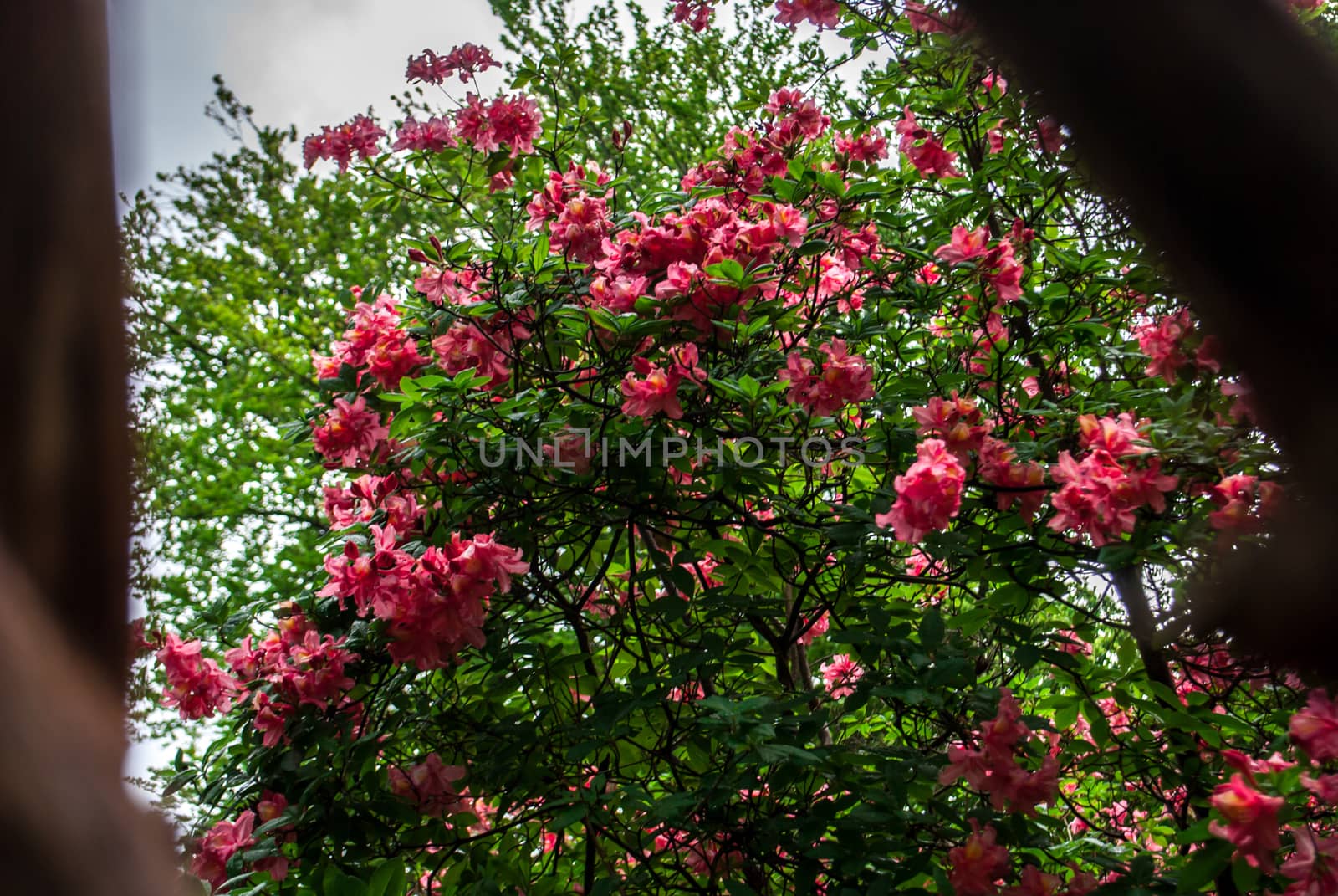 Bokeh photography through branches of pink flowers