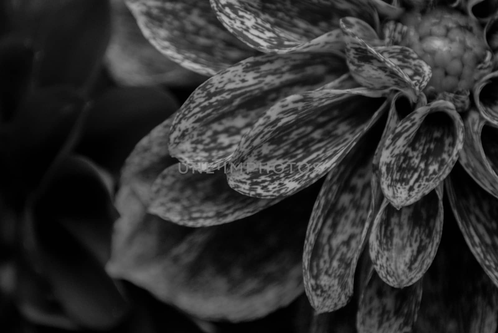 Beautiful macro of a black and white flower