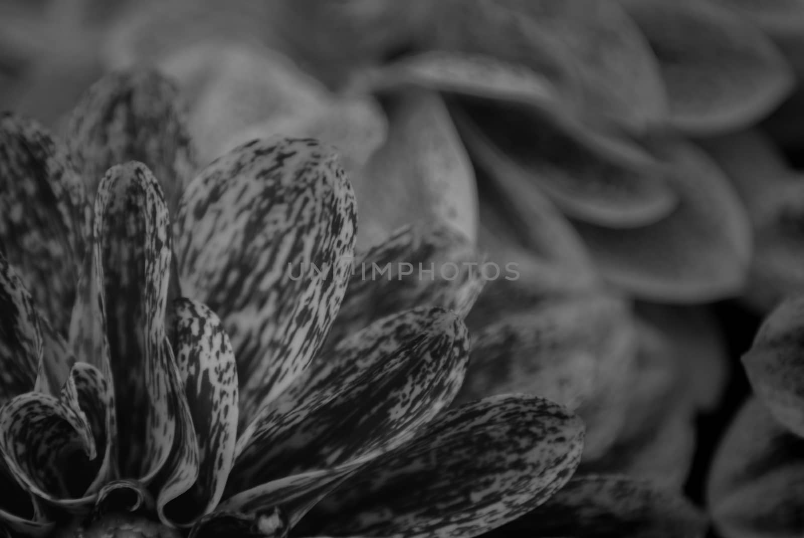 Beautiful macro of a black and white flower