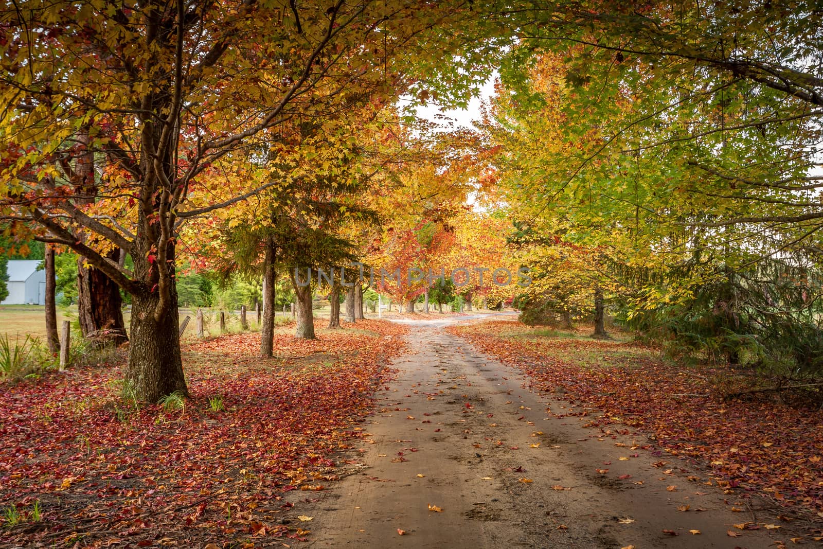 Autumn colours in the tree lined roads by lovleah