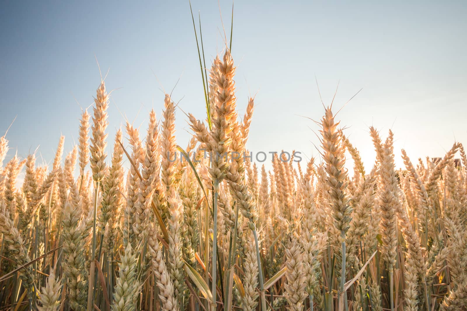 Wheat field. Ears of golden wheat close up. Background of ripening ears of meadow wheat field.