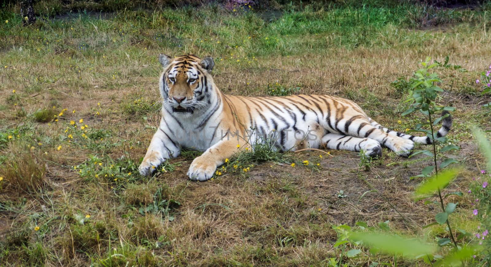 one siberian tiger laying on the grass in a zoo