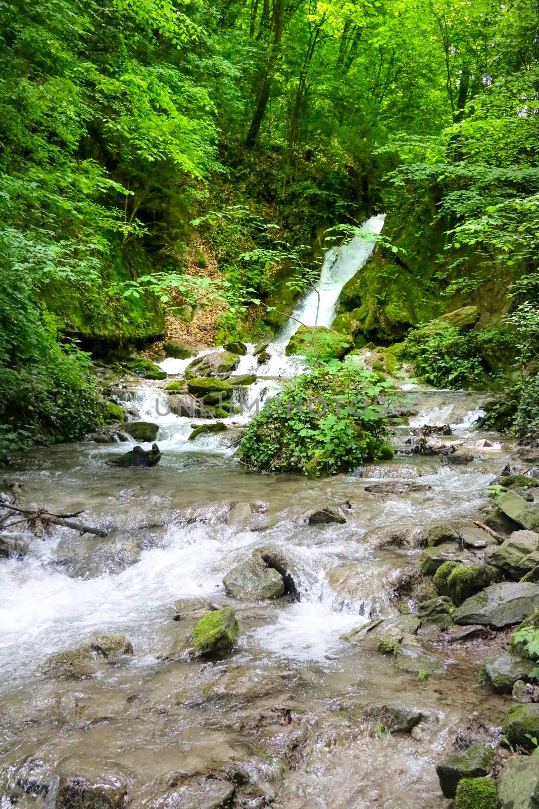 Mountain river flowing through the green forest