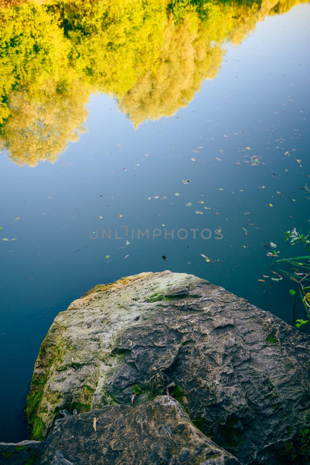Flooded stone in front of the forest lake with reflection of yellow trees