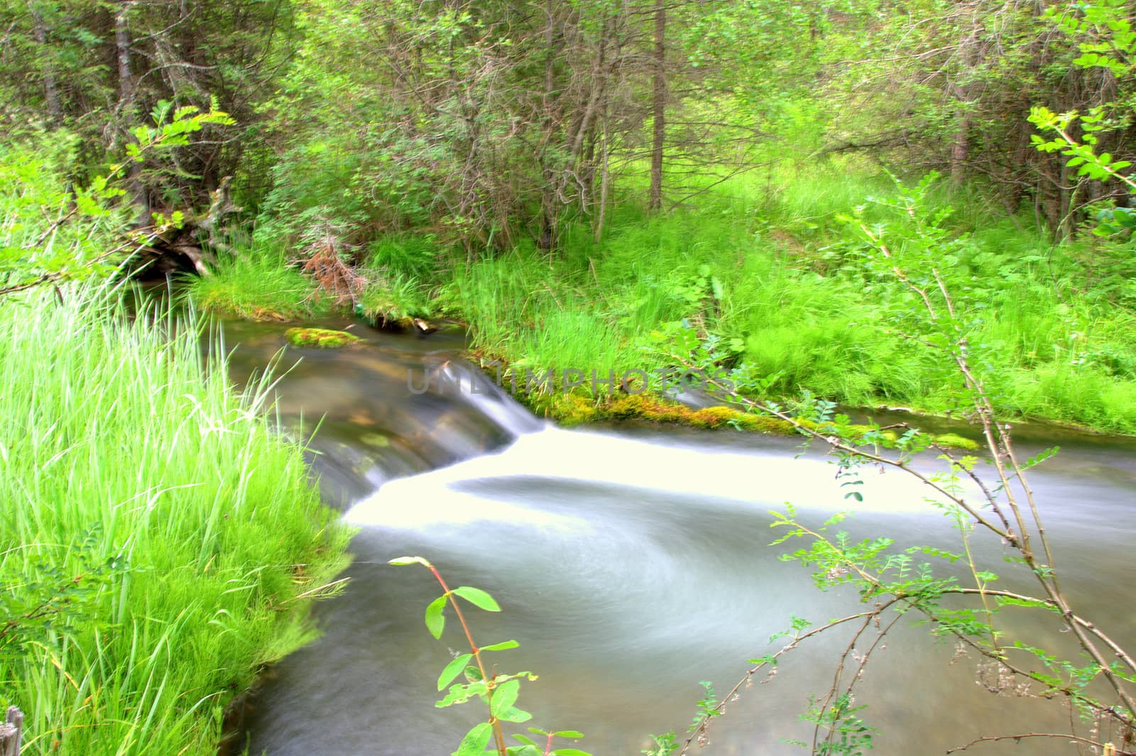 A stream of forest river shot at long exposure. Republic of Gorny Altai, Russia.