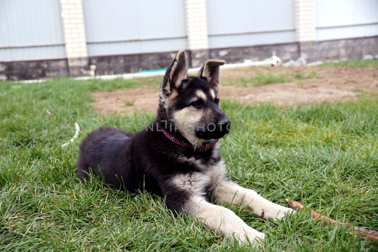 Young puppy of breed East European sheep-dog