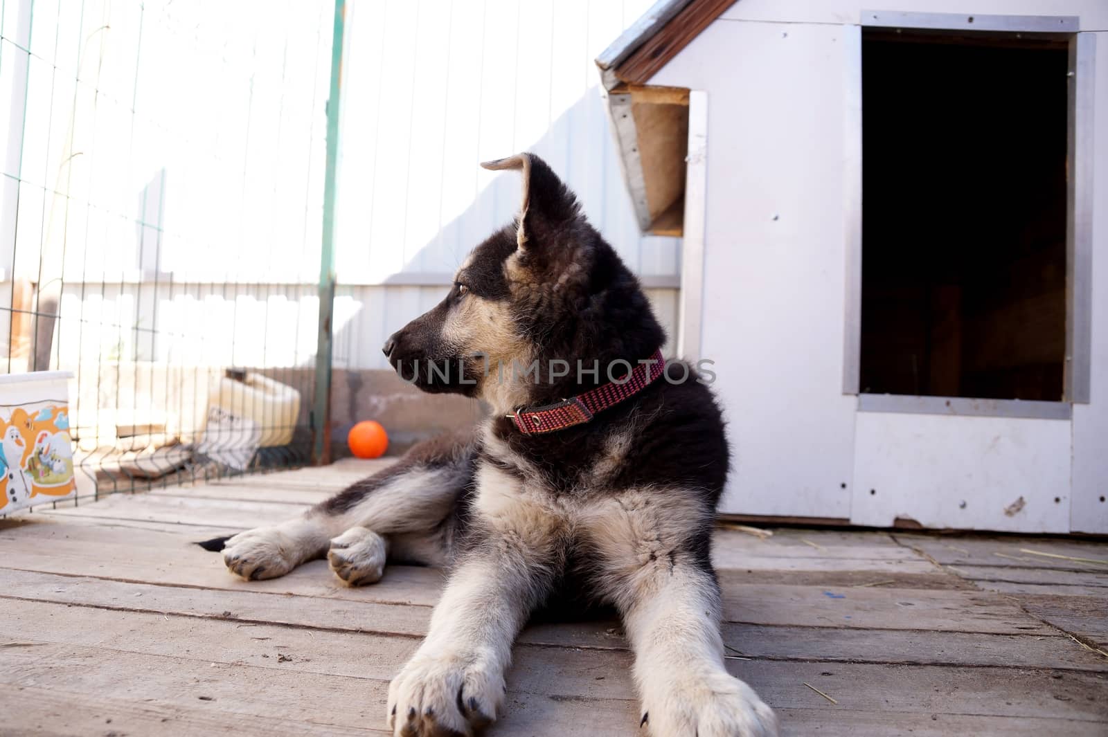 Young puppy of breed East European sheep-dog