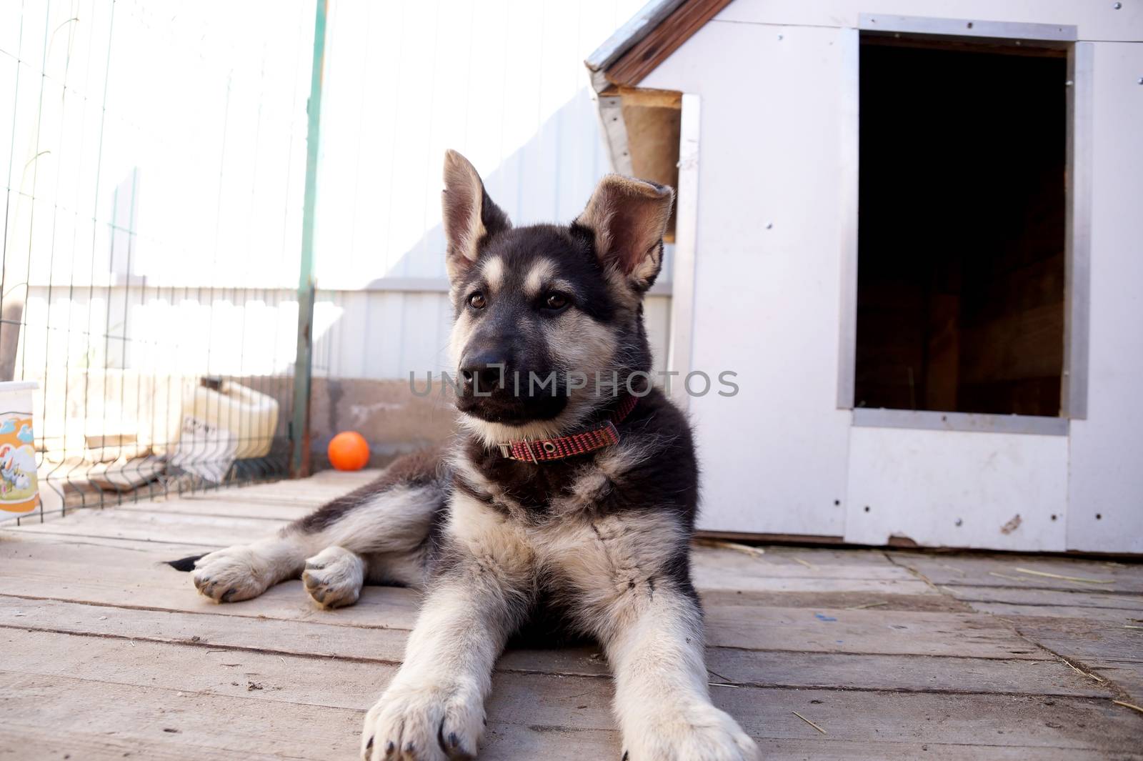 Young puppy of breed East European sheep-dog