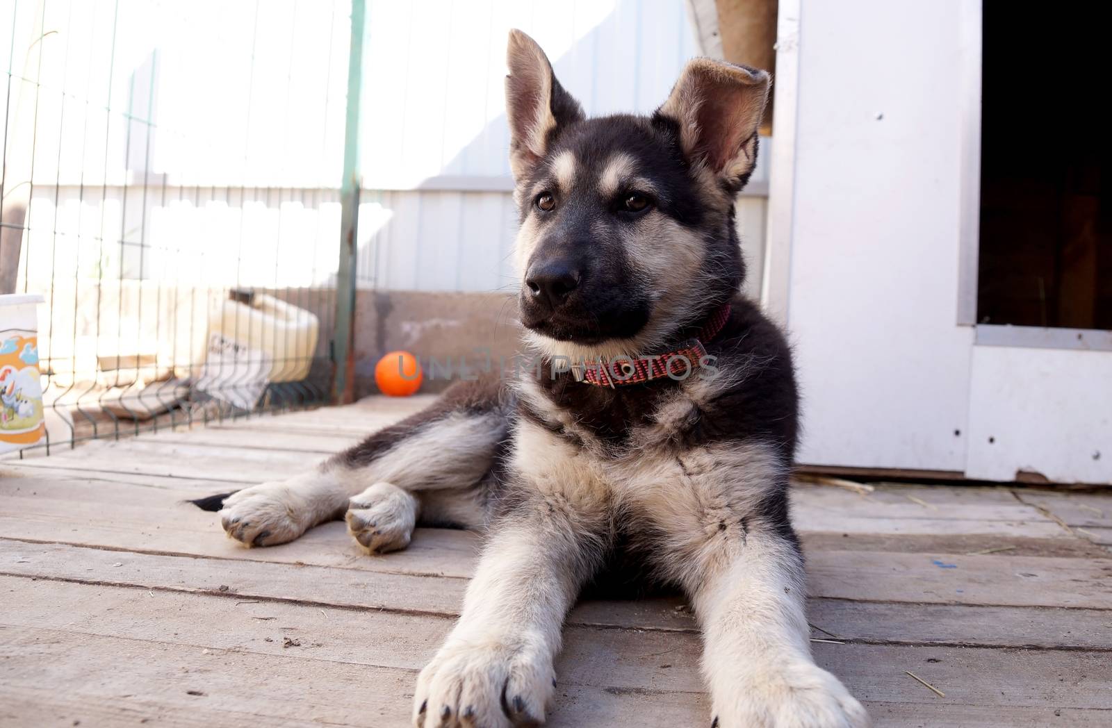 Young puppy of the East European sheep-dogв by Vadimdem