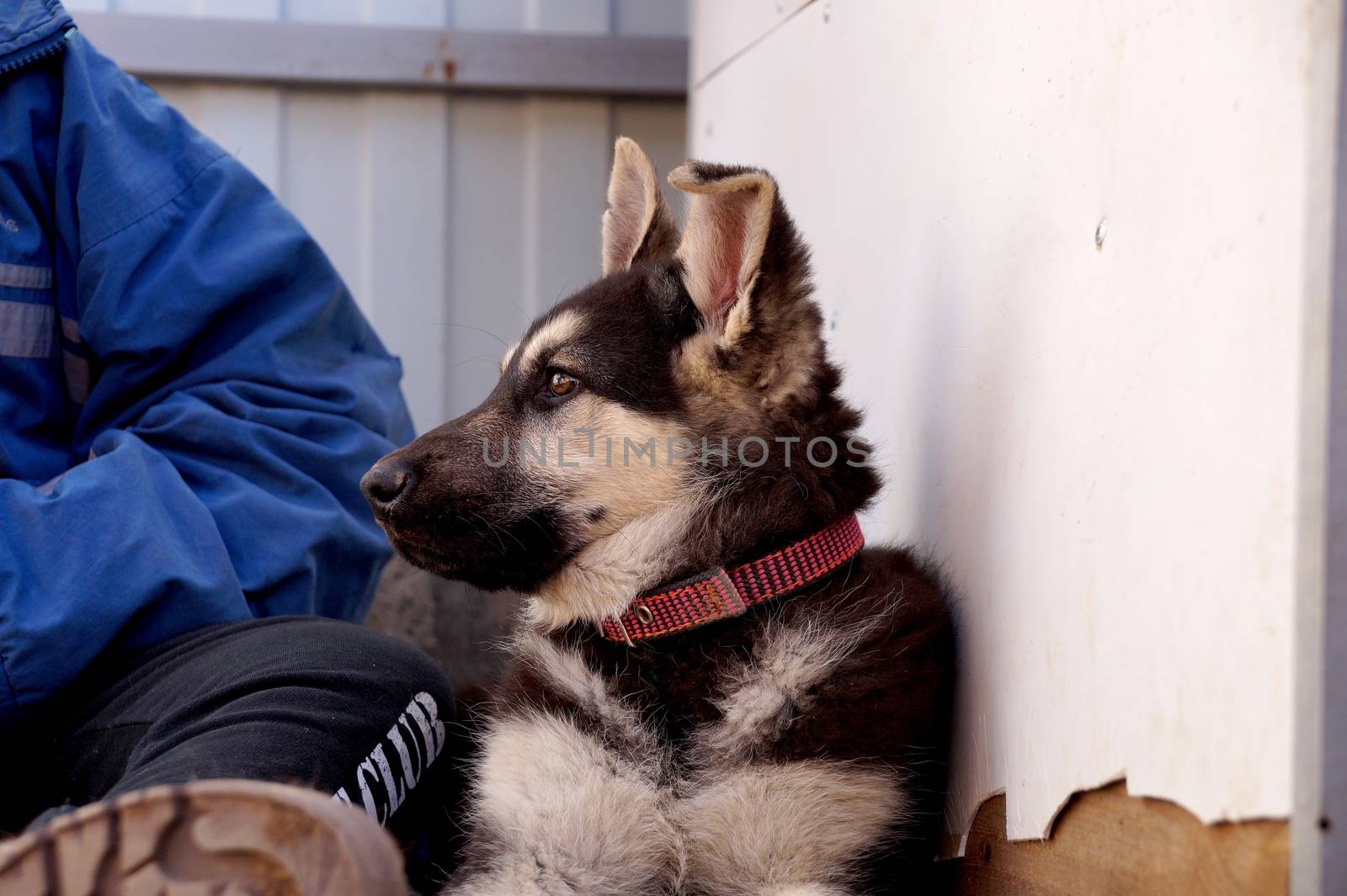 Young puppy of breed East European sheep-dog