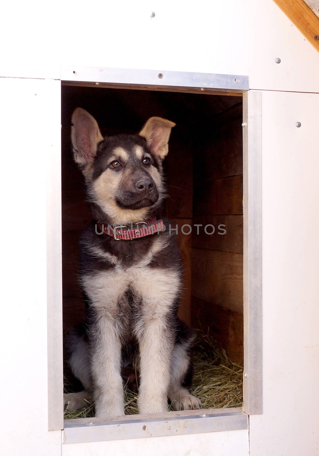 Young puppy of breed East European sheep-dog