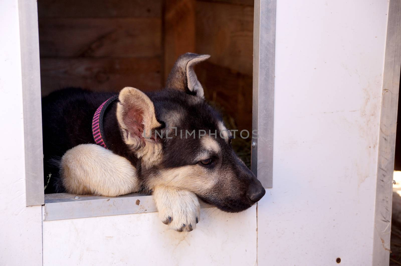 Young puppy of breed East European sheep-dog