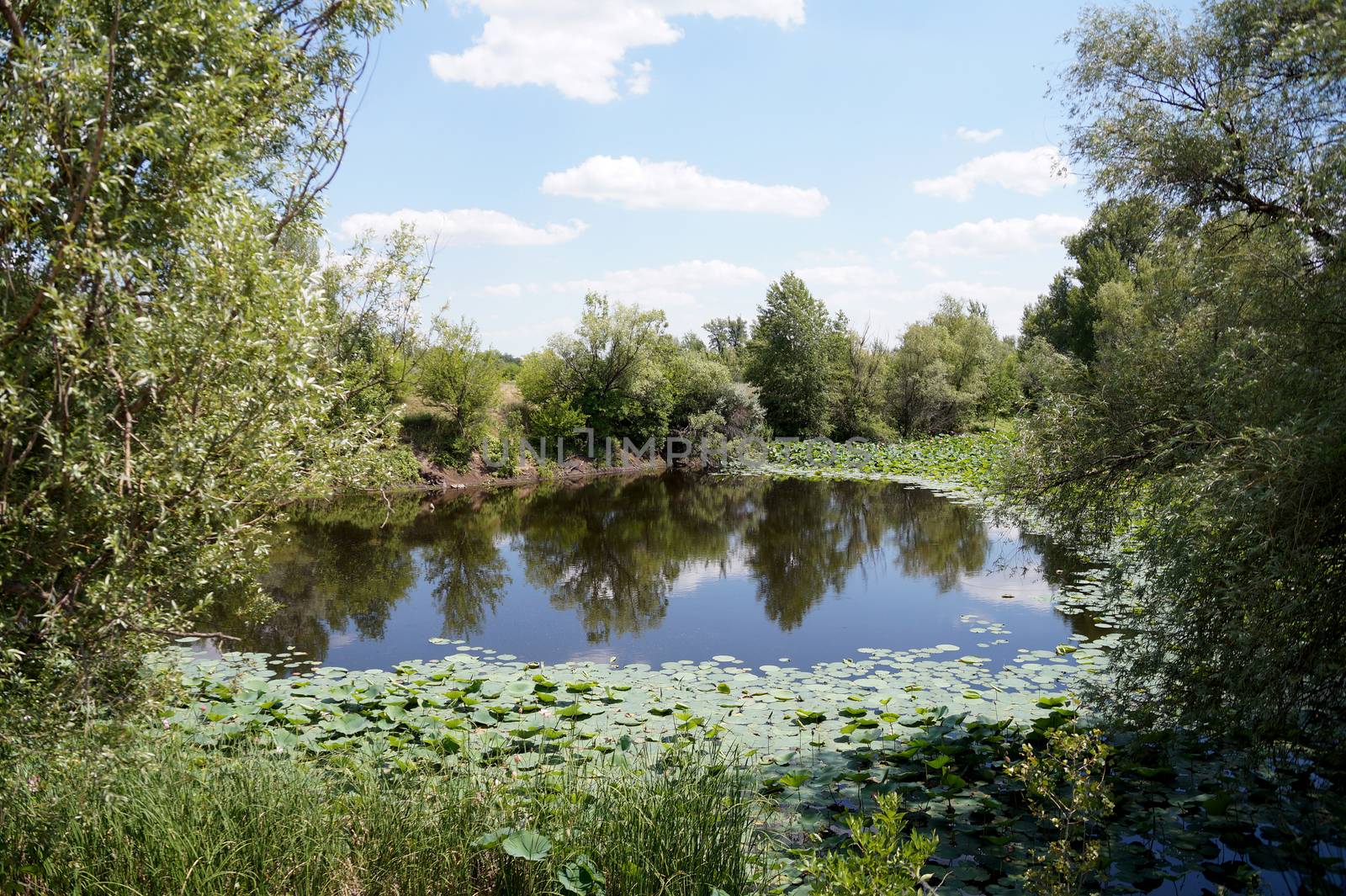 Lotuses in a flood plain of the Volga River  by Vadimdem