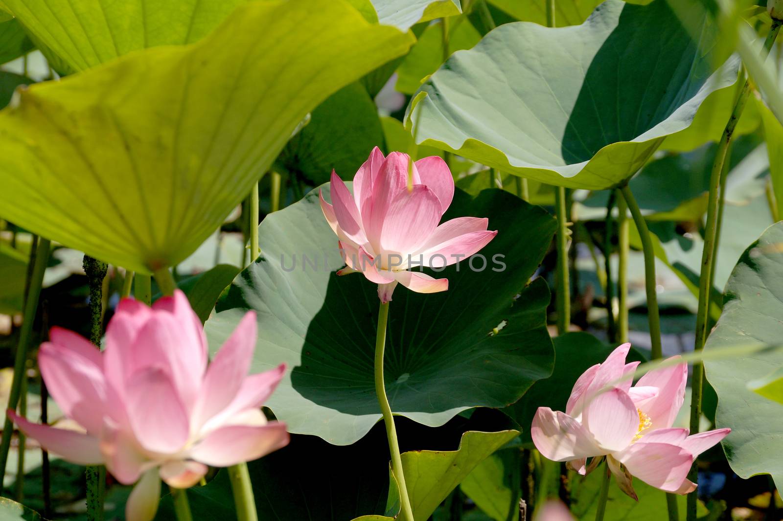 Lotus flower in a small reservoir in the territory of the Volgograd region