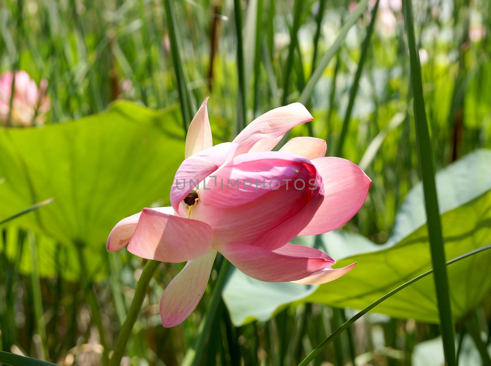 Lotus flower in a small reservoir in the territory of the Volgograd region