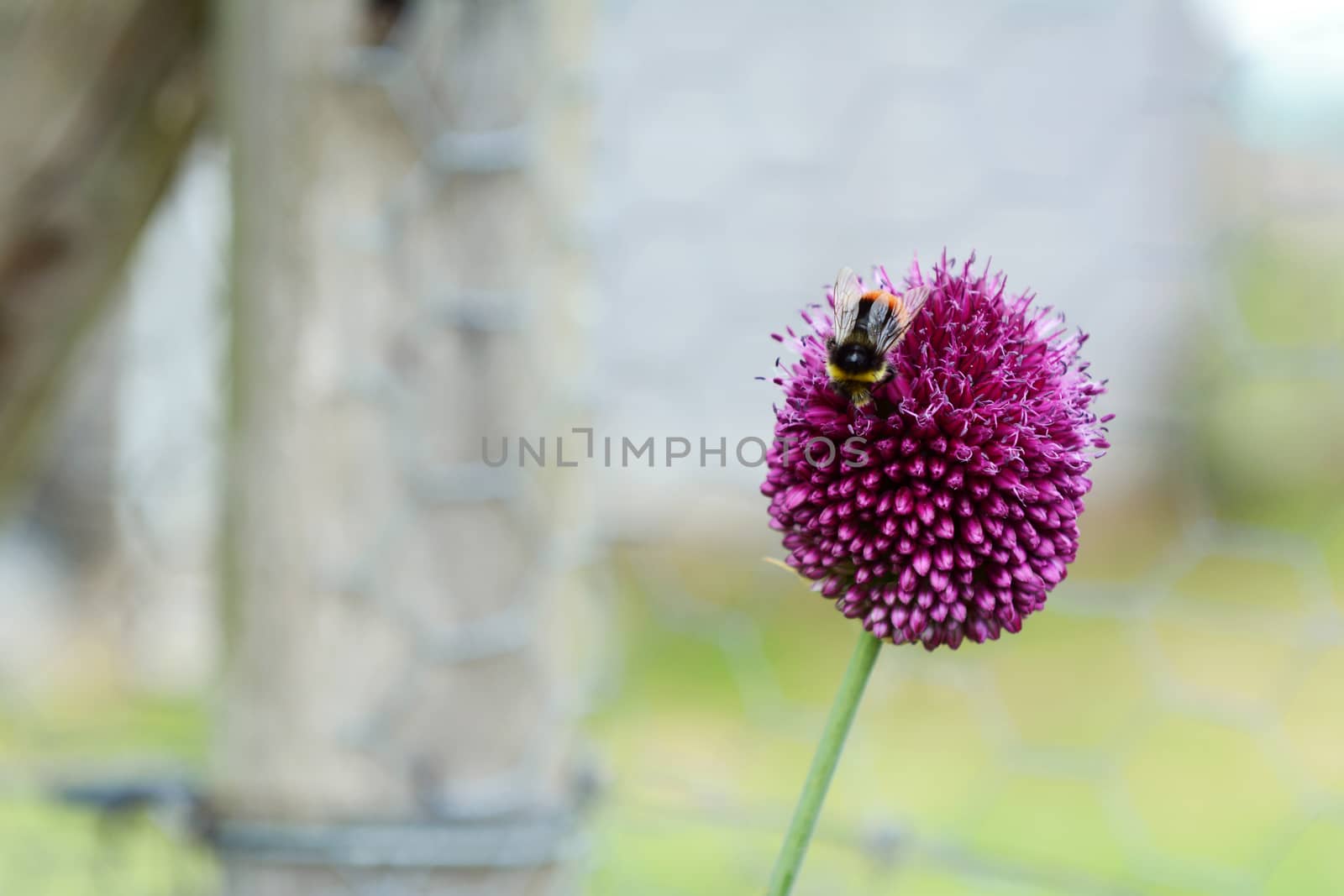 Red-tailed bumblebee on a purple allium flower with copy space