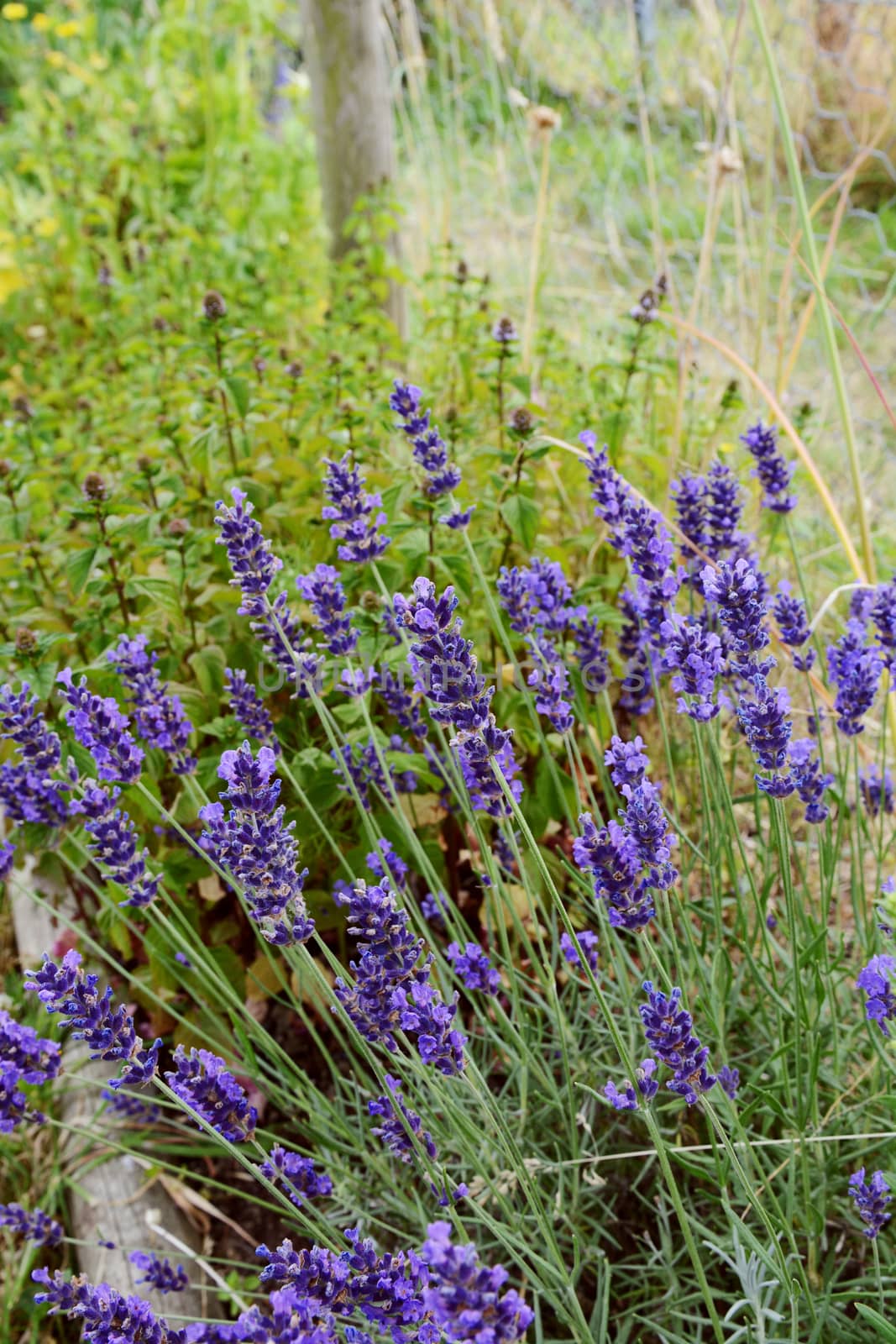 Fragrant purple lavender growing in a flower bed, with copy space over green mint plant in the background