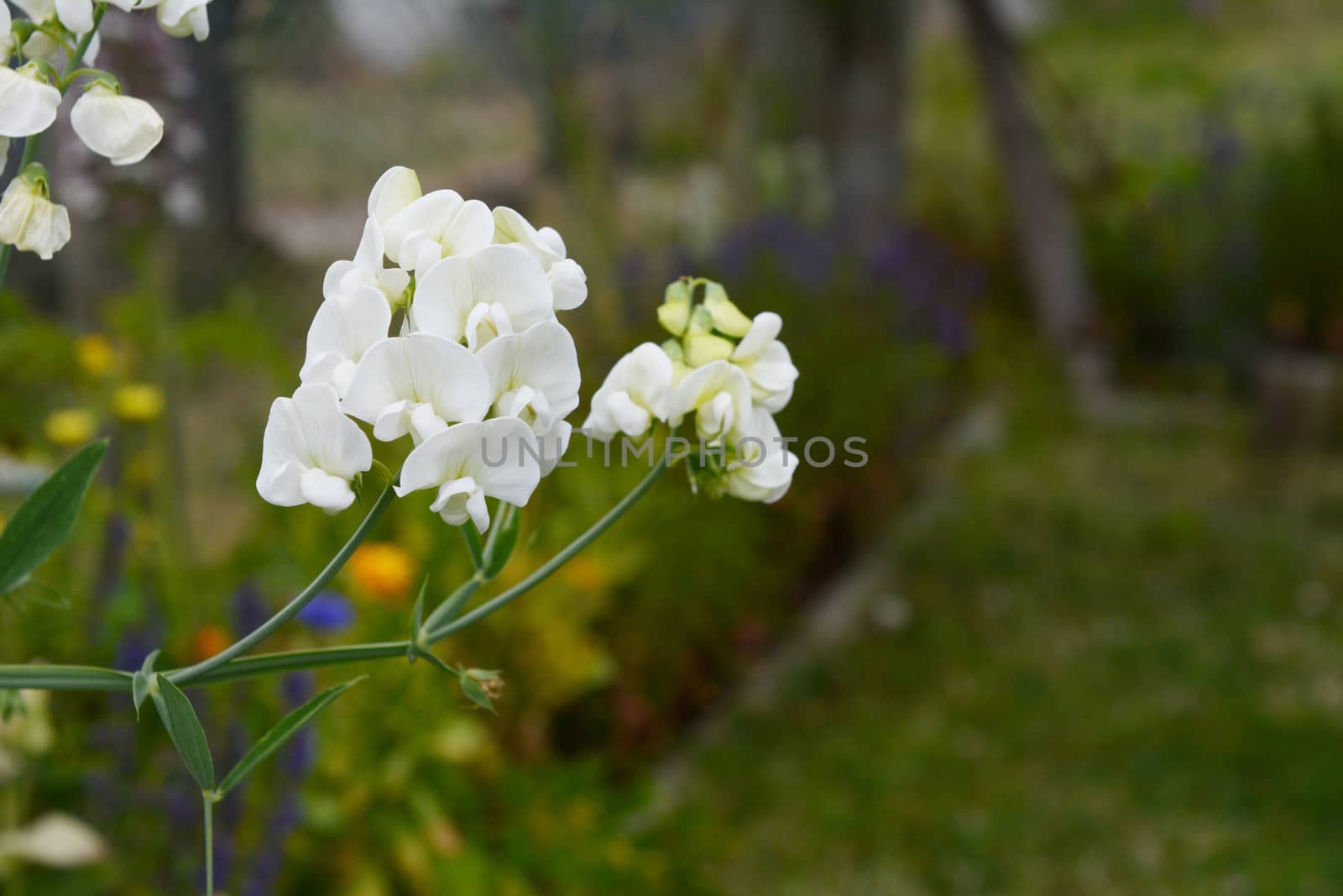 Pretty white everlasting pea flowers blooming in selective focus against a lush green garden