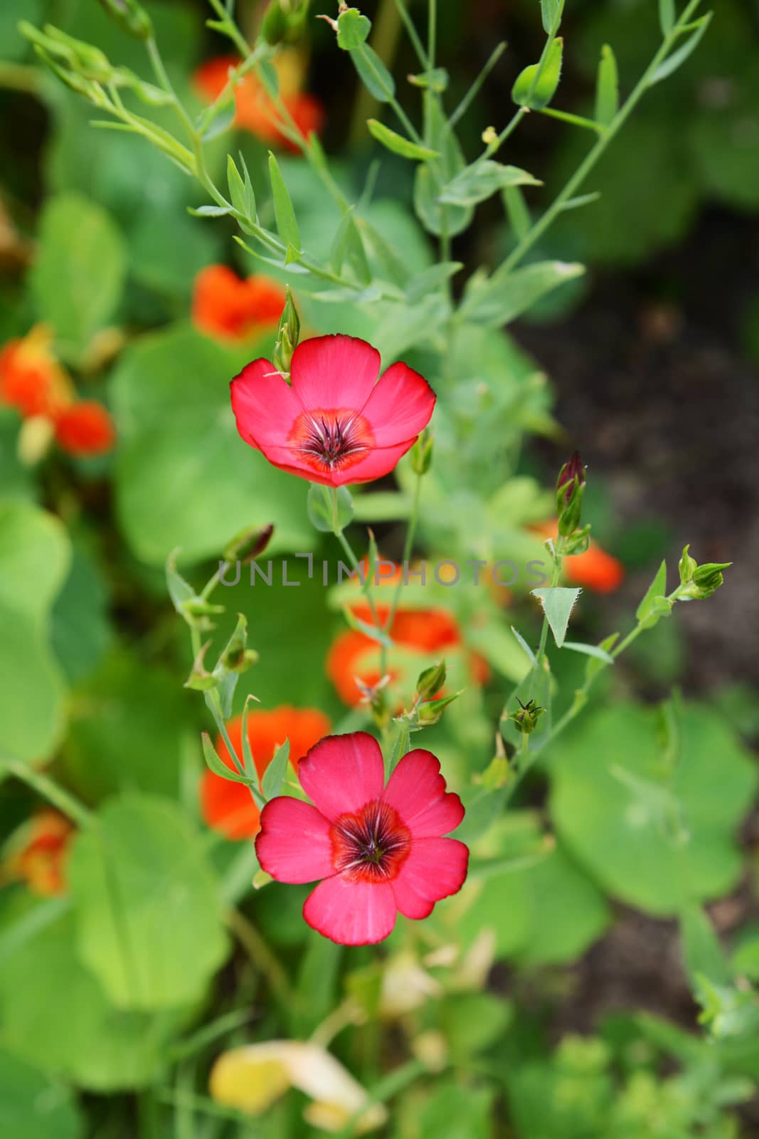 Two scarlet flax flowers with five petals, Linum grandiflorum, surrounded by lots of flower buds 