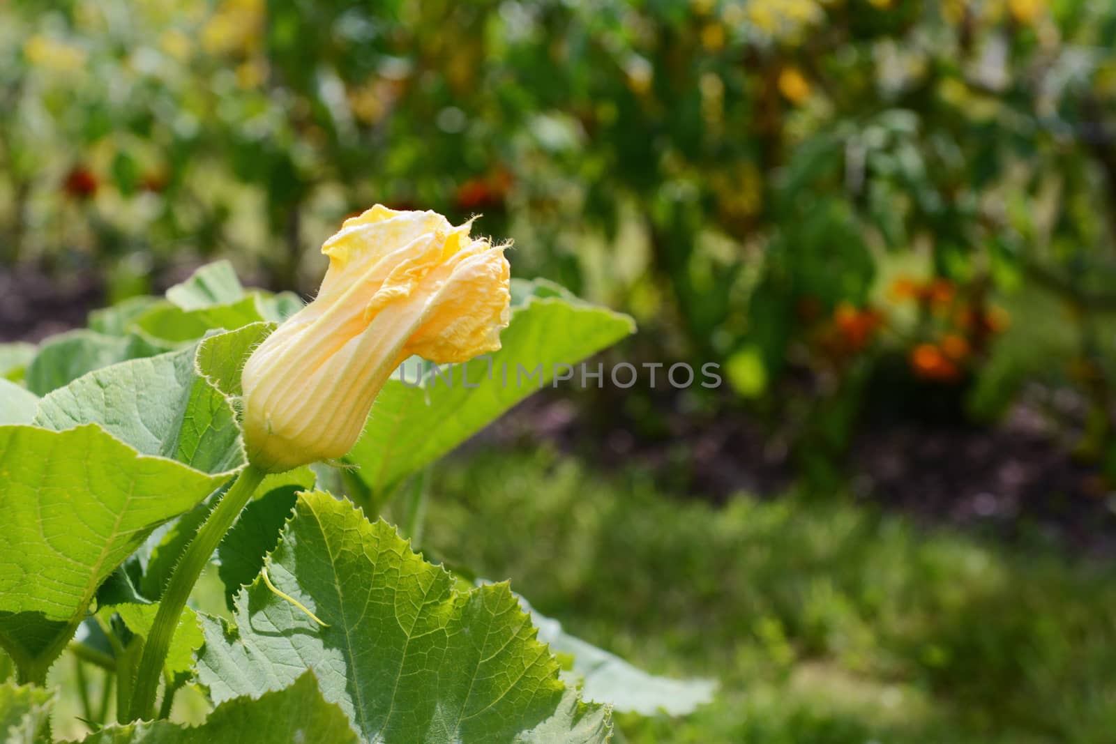 Male gourd flower grows above the lush foliage of a cucurbit plant, in selective focus against a rural vegetable garden