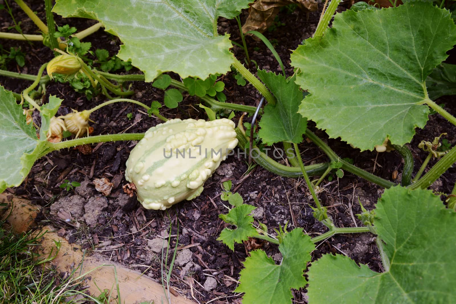 Pale pear-shaped warted gourd on a spiky vine by sarahdoow