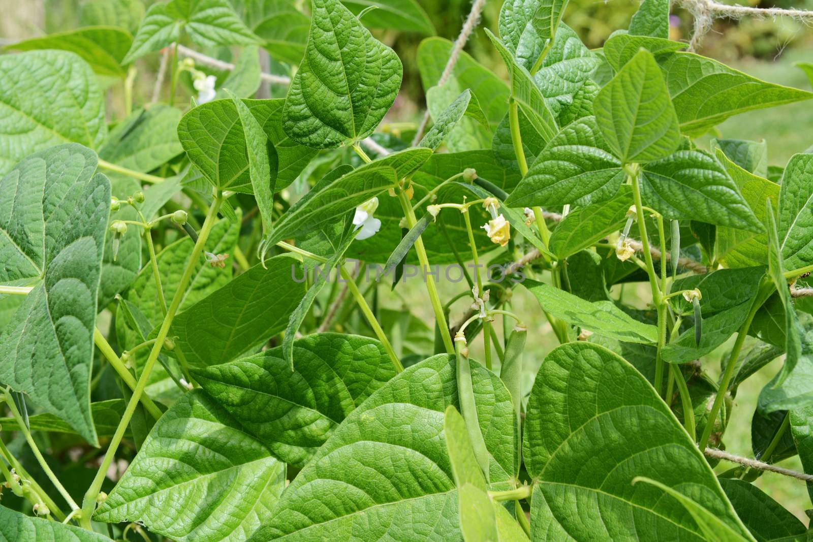 Calypso or yin yang beans growing among lush green leaves by sarahdoow