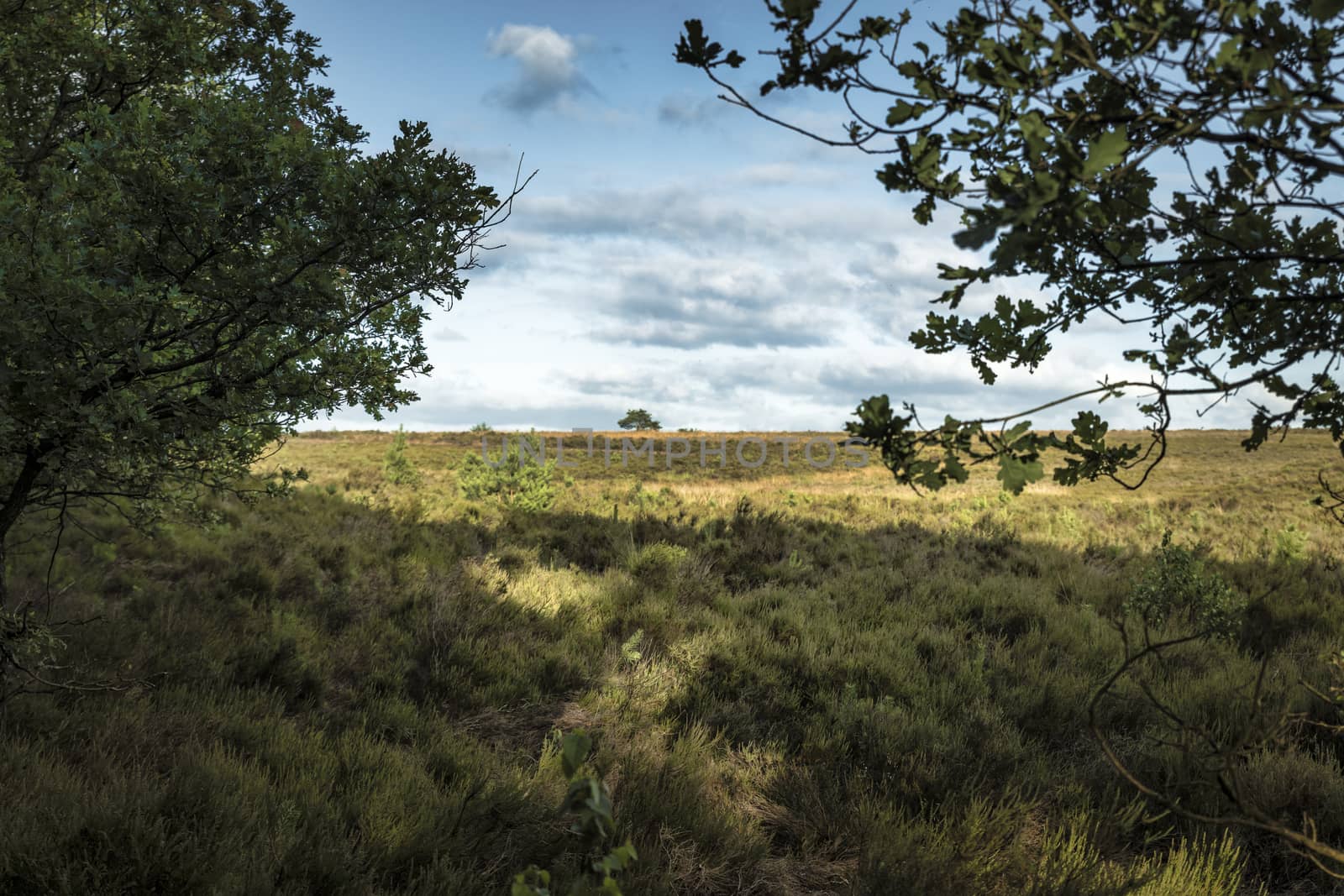 blue sky and clousd in holland national park de hooge veluwe, with heather grass and trees