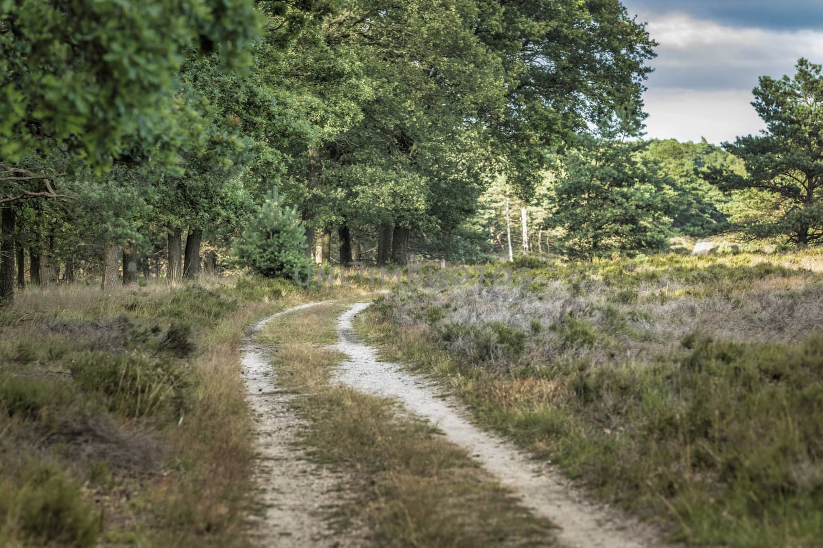 blue sky and clouds in holland national park de hooge veluwe, with heather grass and trees