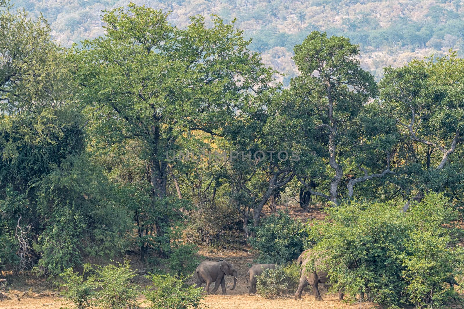 An elephant herd walking in a dry river bed