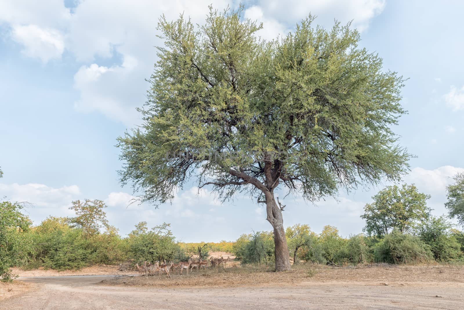 A herd of impalas, Aepyceros melampus, hiding for the hot afternoon sun under a big tree