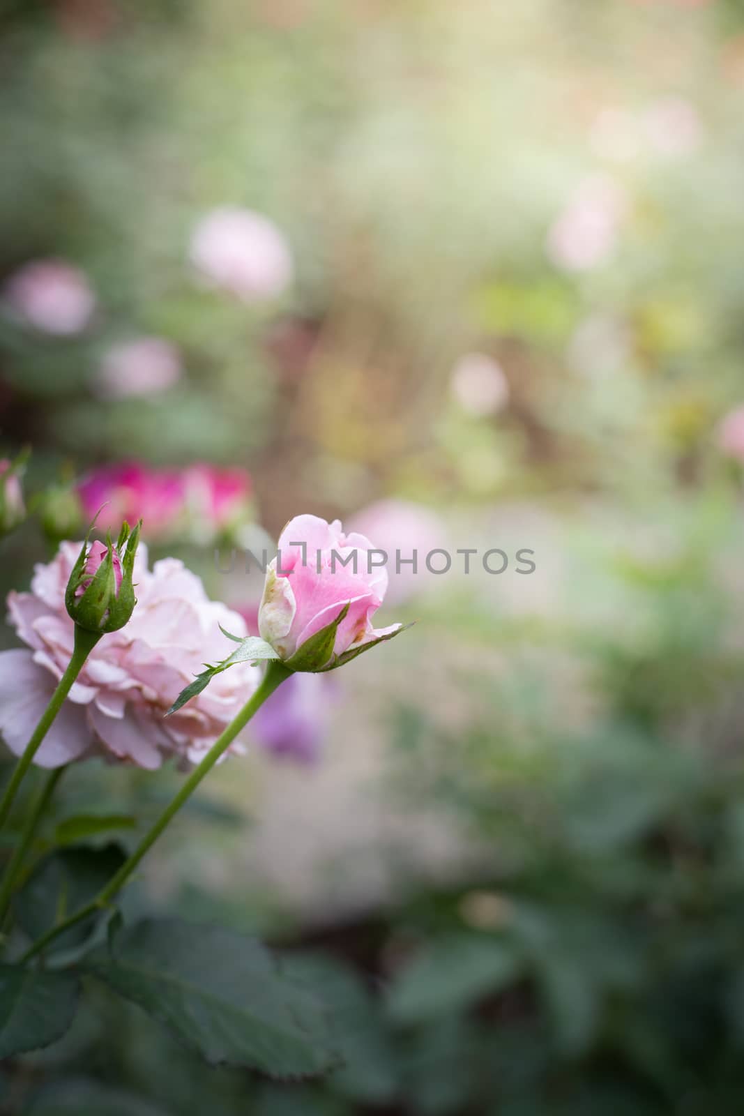 Roses in the garden, Roses are beautiful with a beautiful sunny day.