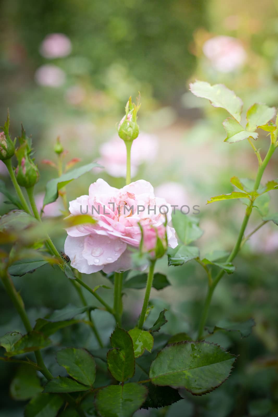 Roses in the garden  by teerawit