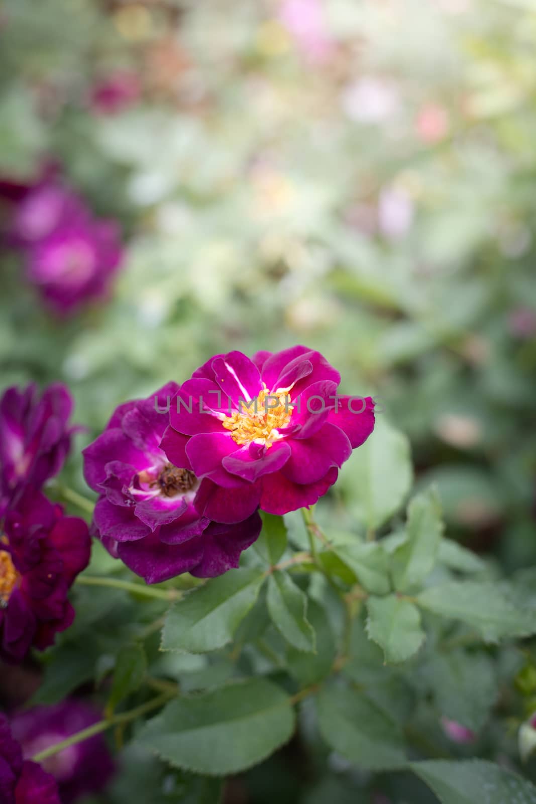 Roses in the garden, Roses are beautiful with a beautiful sunny day.