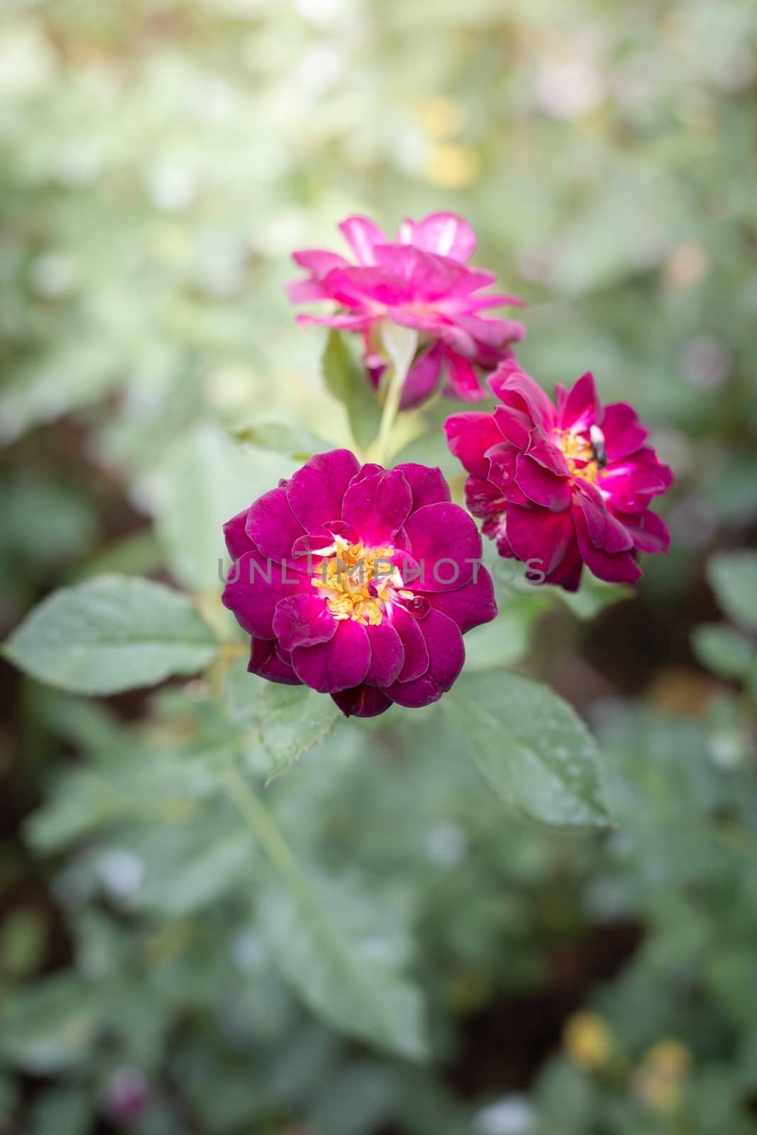 Roses in the garden, Roses are beautiful with a beautiful sunny day.