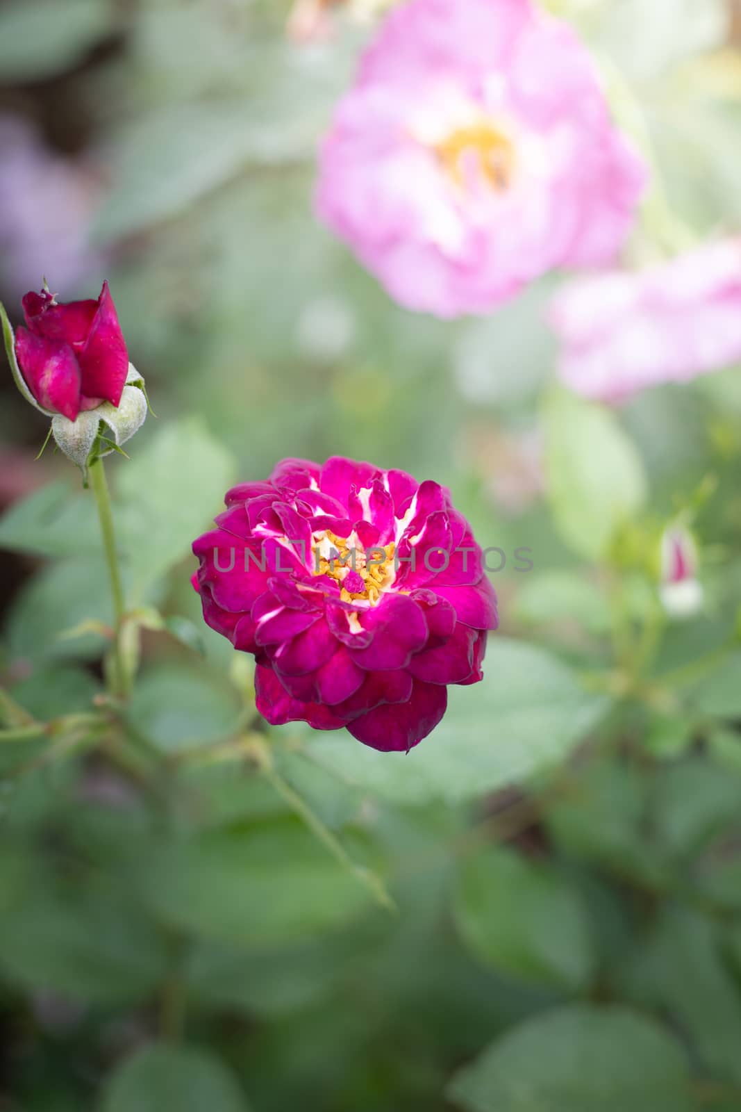 Roses in the garden, Roses are beautiful with a beautiful sunny day.