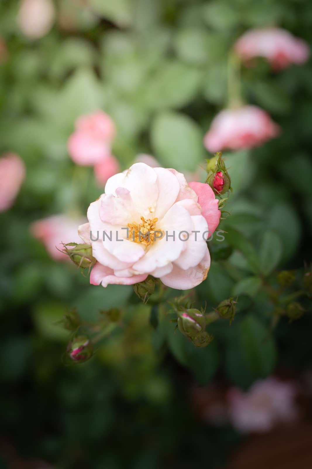 Roses in the garden, Roses are beautiful with a beautiful sunny day.