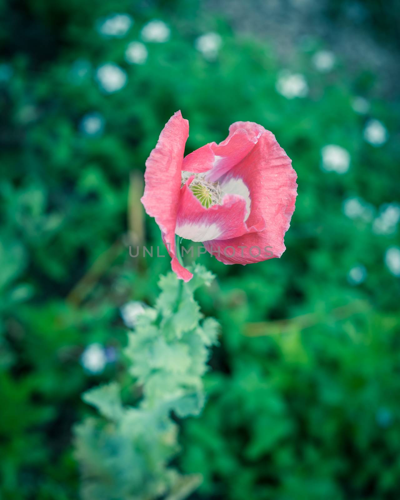 Filtered image beautiful pink and white poppy flower blooming in Texas, USA by trongnguyen