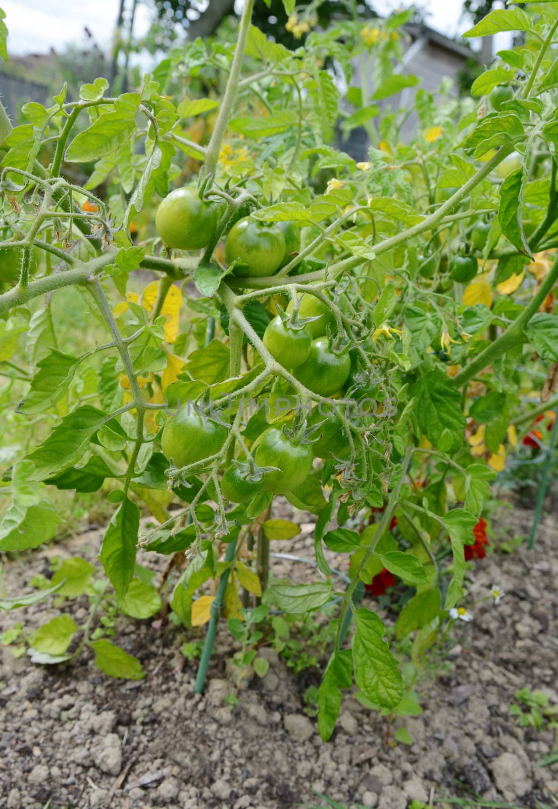 Red alert tomatoes grow on a tomato plant, the branch bending under the weight of the growing fruit