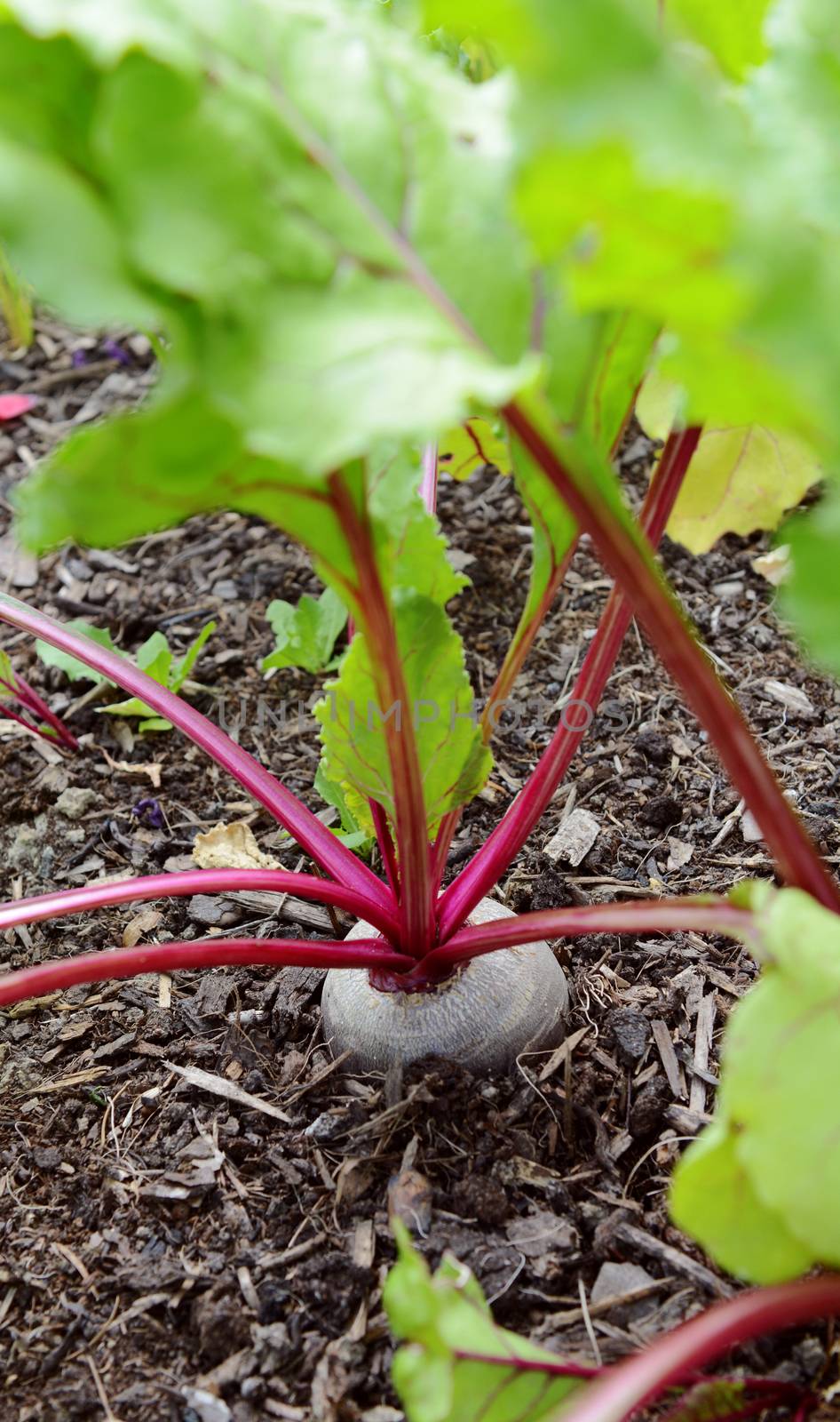 Red beetroot growing in a vegetable garden, with deep red stalks topped by green leaves