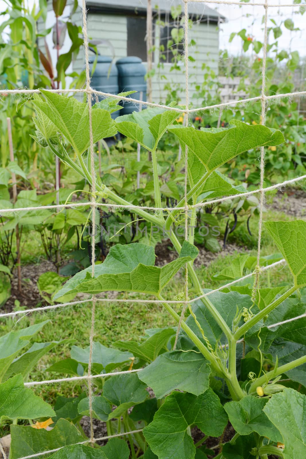 Jack-be-little pumpkin vine climbs a trellis, winding tendrils around the netting in a flourishing allotment garden