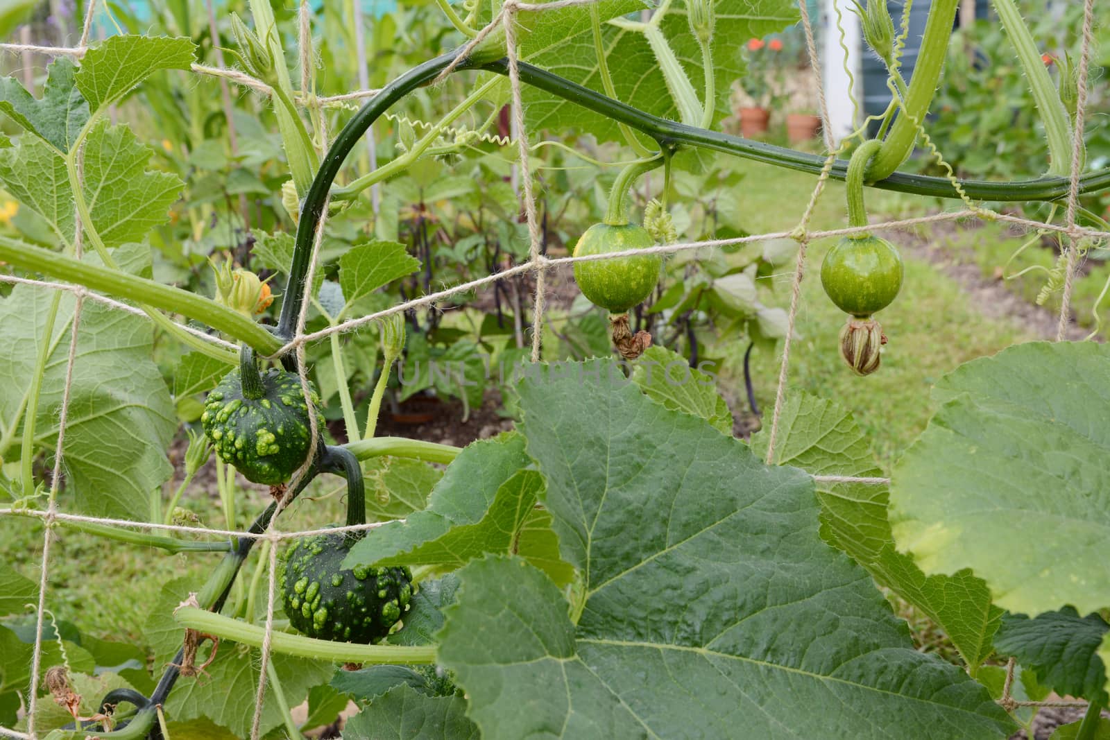 Warted and smooth ornamental gourds grow long vines, climbing a trellis support